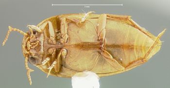 Media type: image;   Entomology 23962 Aspect: habitus ventral view